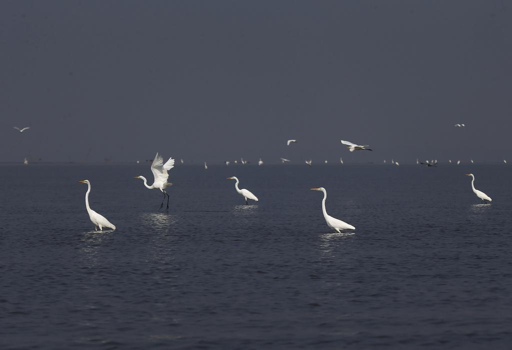 巴西亞馬遜地區正值旱季,水位下降。(美聯社)