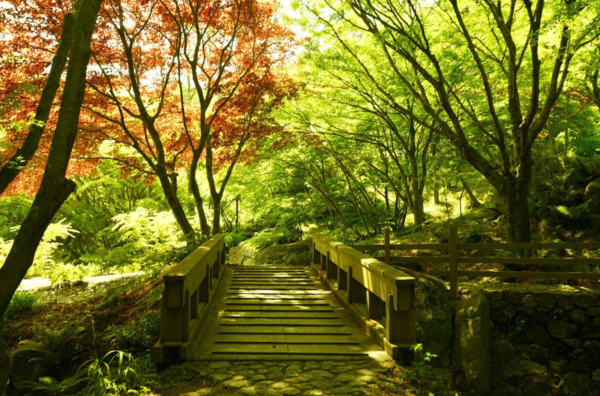 佐賀紅葉景點|環境藝術之森有兩條紅葉觀賞路線推介,步程分別為十五分鐘及三十分鐘。 (圖片來源:FB@環境芸術の森)