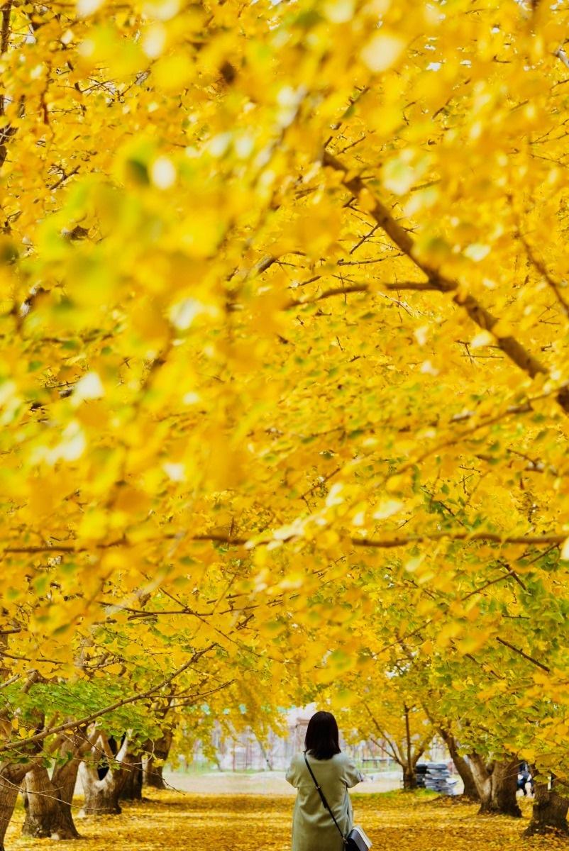 福岡紅葉景點 #02. 太原銀杏|紅葉期:11月中下旬|地址: 福岡縣八女郡広川町久泉1029 (圖片來源:日本見)