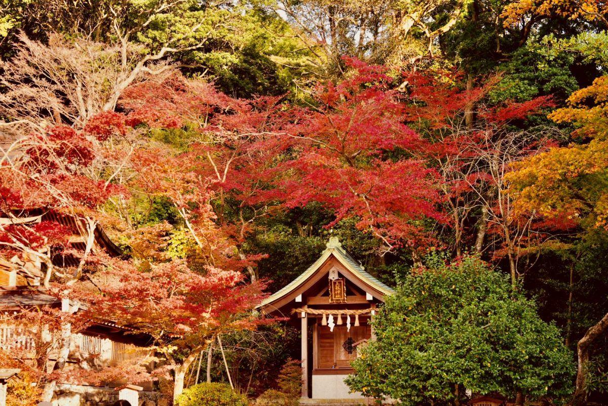 福岡紅葉景點|竈門神社坐落於太宰府市的寶滿山山腳 ,神社內種植了超過三百棵楓樹和銀杏樹。 (圖片來源:日本見)