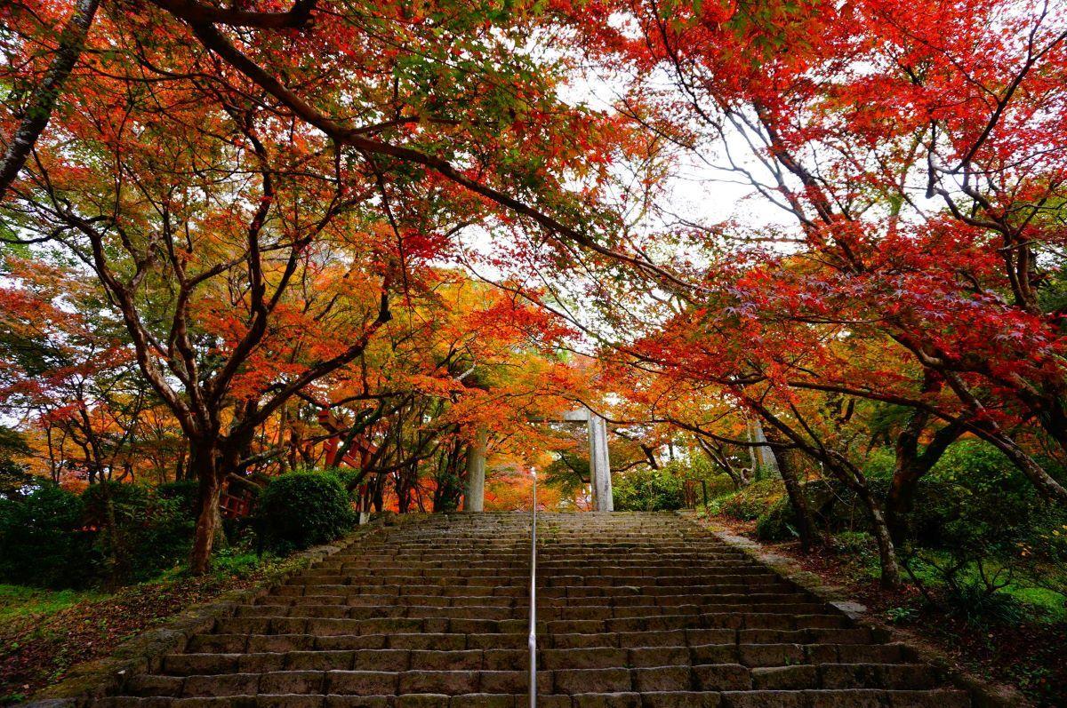福岡紅葉景點|竈門神社外參道上的三個鳥居夾道兩旁都是紅葉,那片秋日絕色已成為福岡重要的賞紅葉景點之一。(圖片來源:FB@寶滿宮竈門神社)