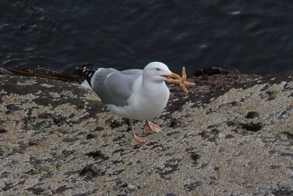 海鷗沒有牙齒,吃東西都是靠吞嚥解決。(網上圖片)