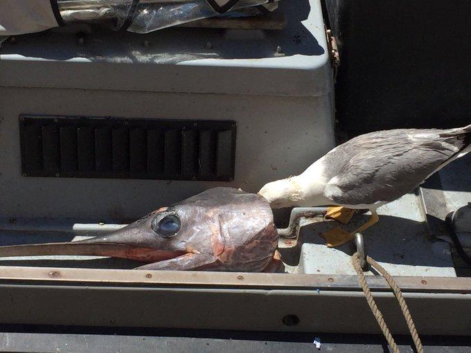 威尼斯海鷗出沒次數很多,已成為當地景點之一。(X)