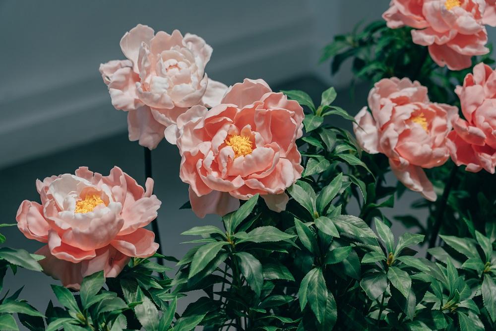 「浮世花影」展覽