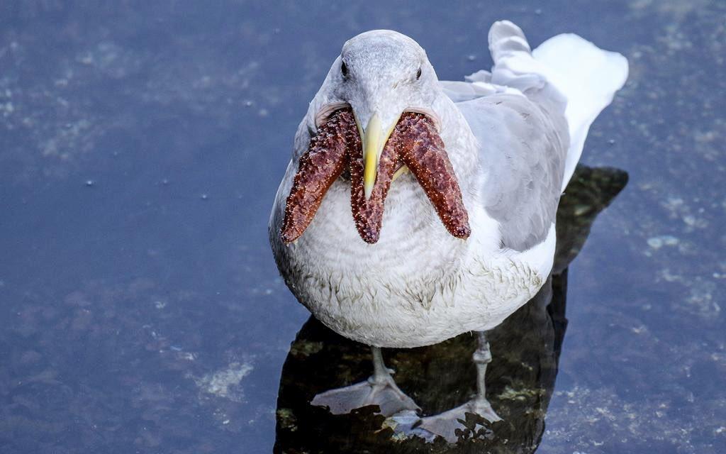 專家:海鷗吞食海星要花費很大力氣。(網上圖片)