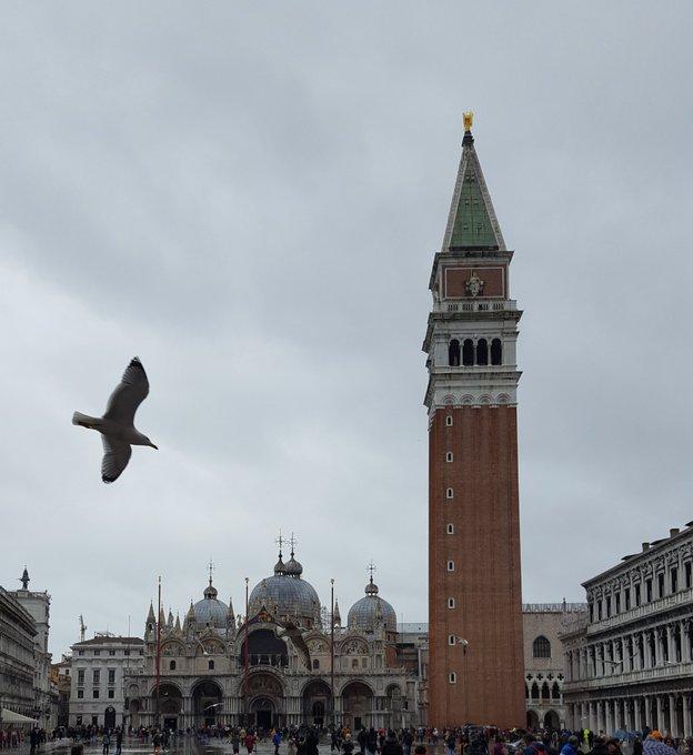 威尼斯海鷗出沒次數很多,已成為當地景點之一。(X)