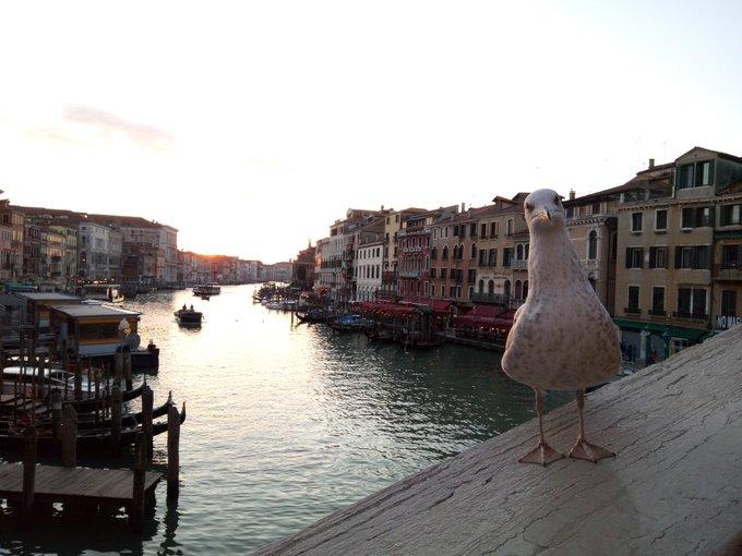 威尼斯海鷗出沒次數很多,已成為當地景點之一。(X)威尼斯海鷗出沒次數很多,已成為當地景點之一。(X)