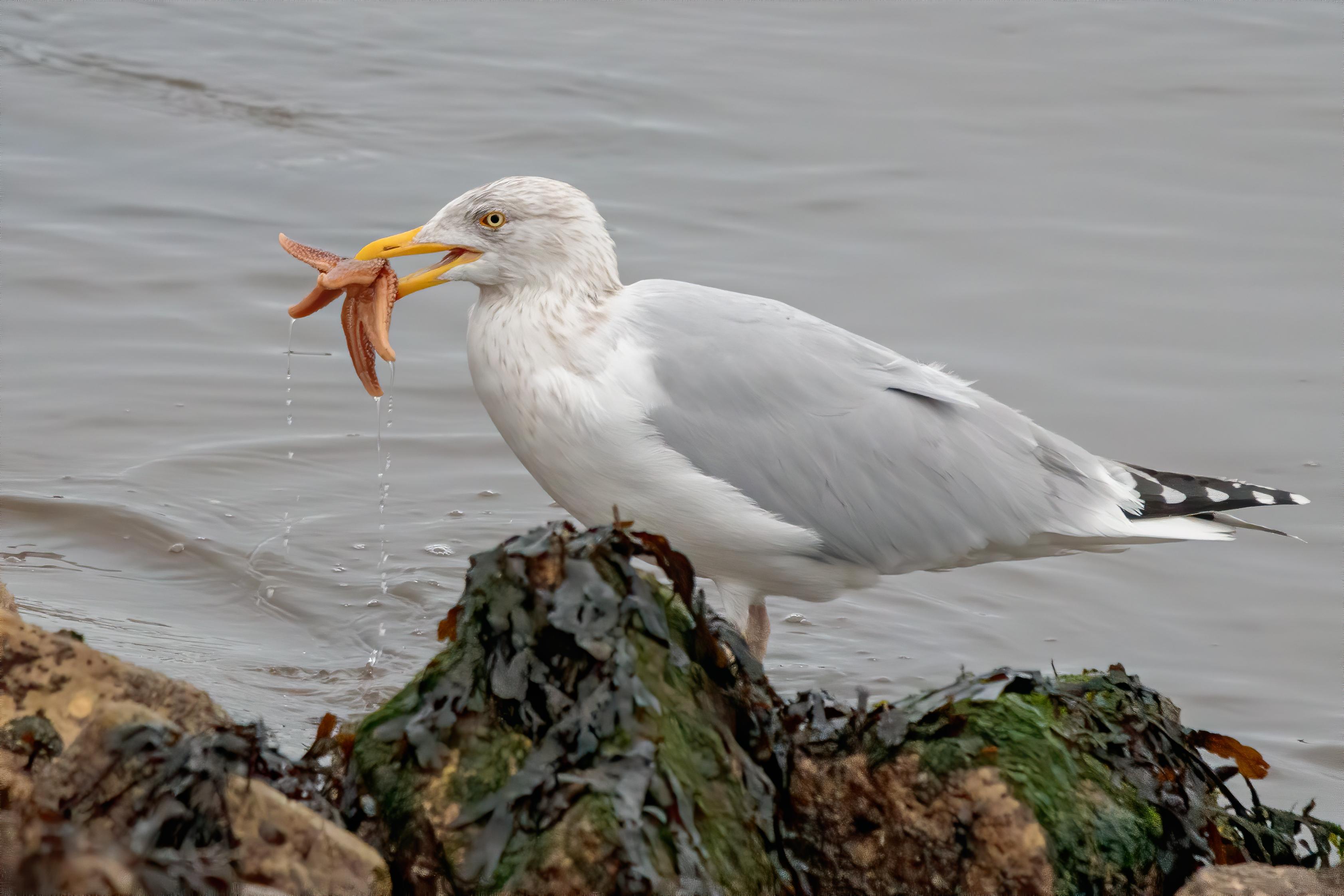 專家:除非餓到極點,否則海鷗通常不會將海星當作主要食物。(網上圖片)