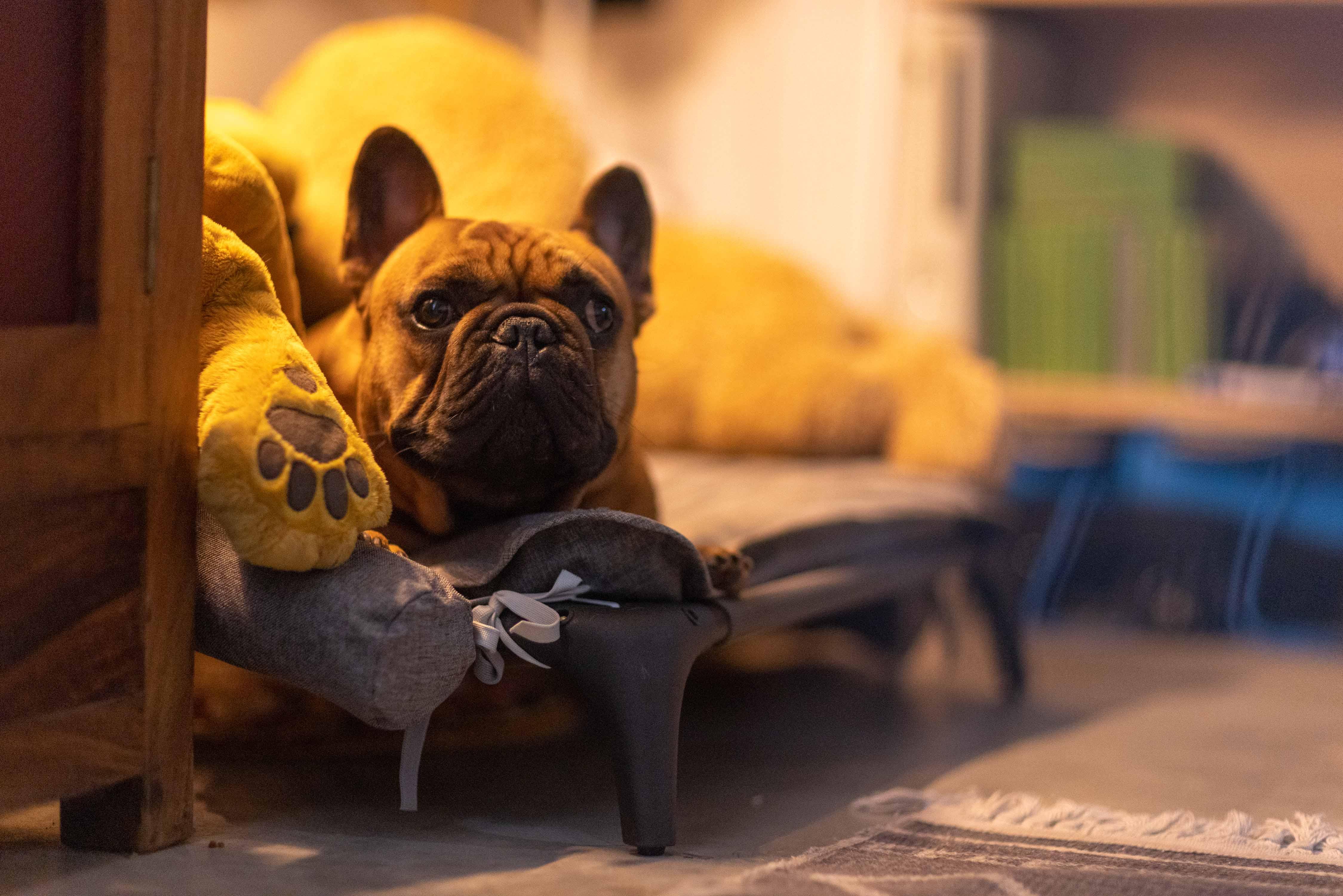 吳肇軒笑言跟《Food Buddies》的狗狗有最多親熱戲。(劇照)