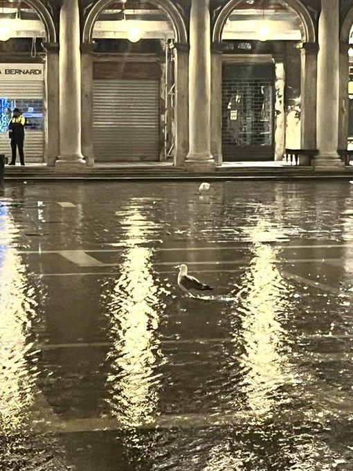 威尼斯海鷗出沒次數很多,已成為當地景點之一。(X)