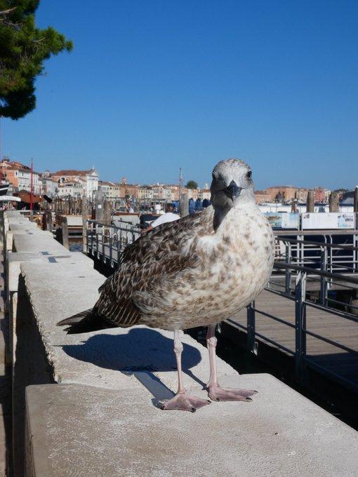 威尼斯海鷗出沒次數很多,已成為當地景點之一。(X)威尼斯海鷗出沒次數很多,已成為當地景點之一。(X)