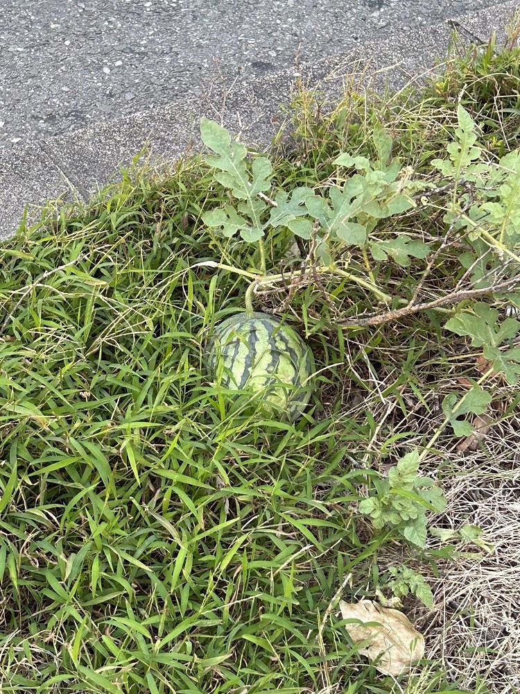 一棵西瓜在大阪的路中心成長。(X)