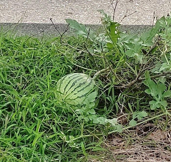 一棵西瓜在大阪的路中心成長。(X)