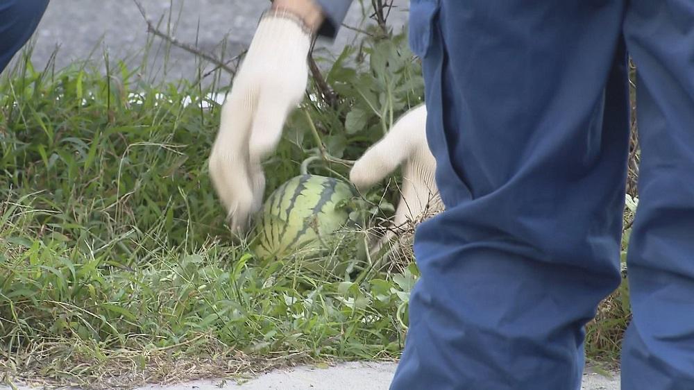 大阪市職員把西瓜帶走。(X)
