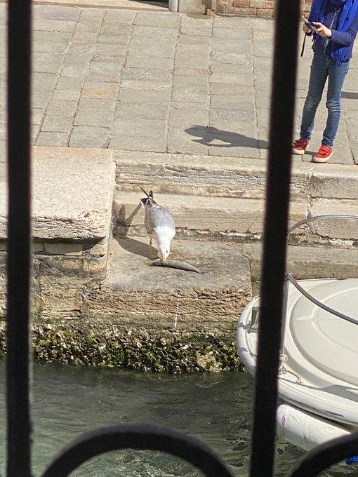 威尼斯海鷗出沒次數很多,已成為當地景點之一。(X)威尼斯海鷗出沒次數很多,已成為當地景點之一。(X)