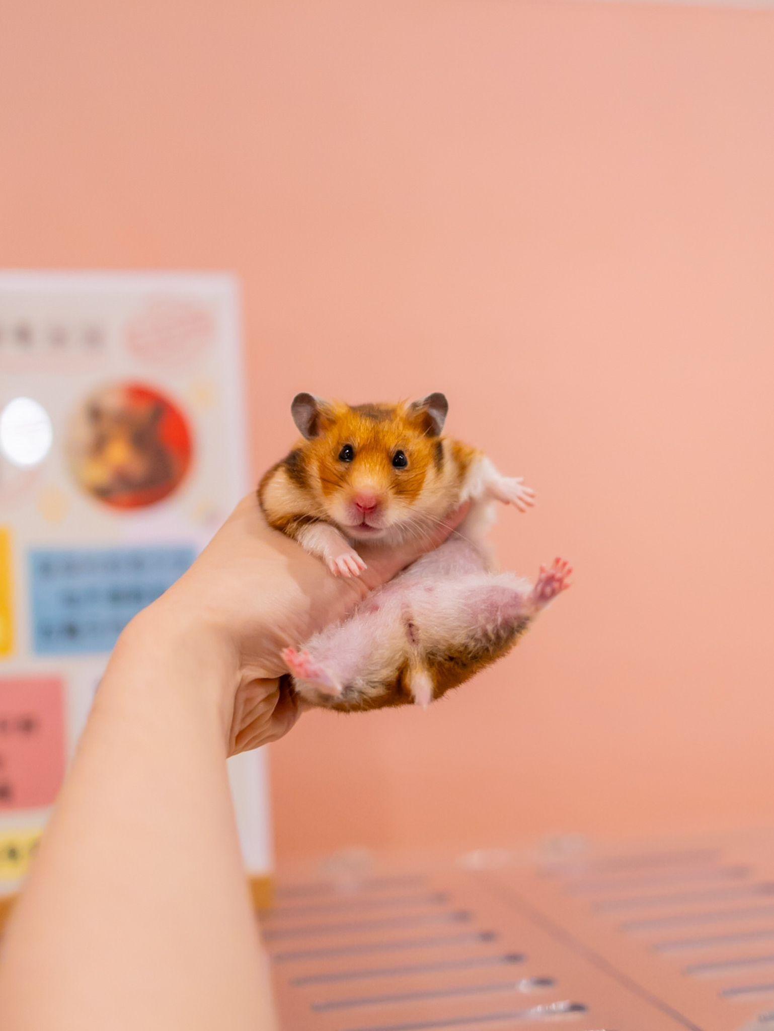 萬聖節2023好去處|U PLACE 萬聖節鬼鬼鼠鼠派對