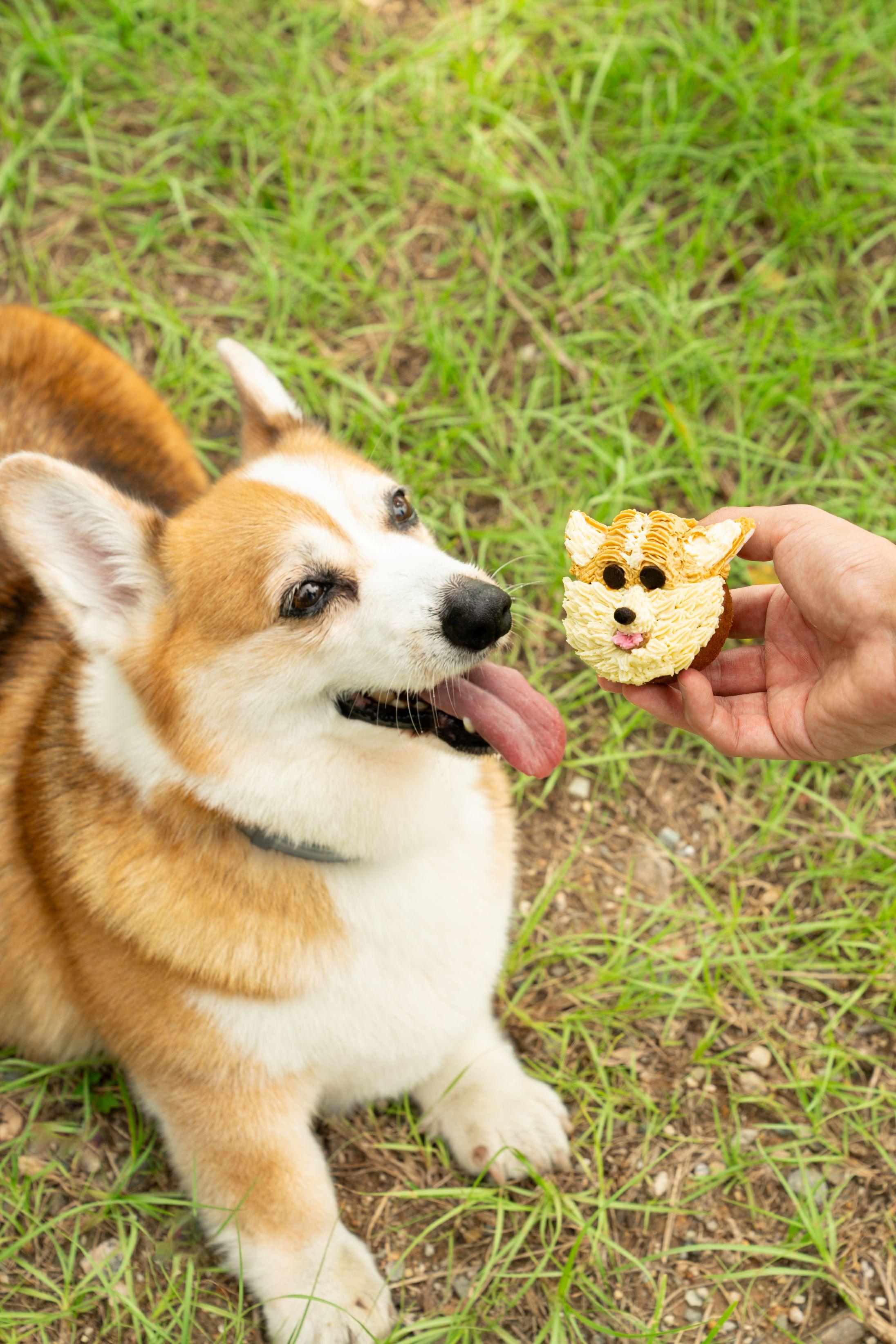 創辦人 Louis Lam 受到自己的愛犬哥基 Rambo 的可愛日常以及其對麵包的鍾情啟發