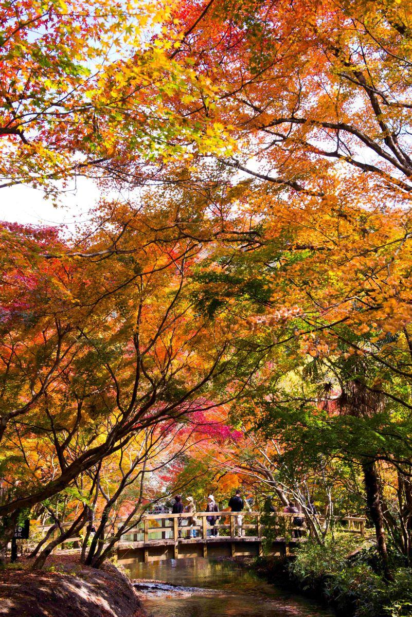 大分紅葉景點,毗鄰金鱗湖、當地有名的「龜之井別莊」旅館所經營的咖啡廳「天井棧敷」,寬廣的庭園是九州的紅葉名所,紅葉下美不勝收的小橋流水景色,吸引大量遊客到訪。(圖片來源:Tourism Oita)