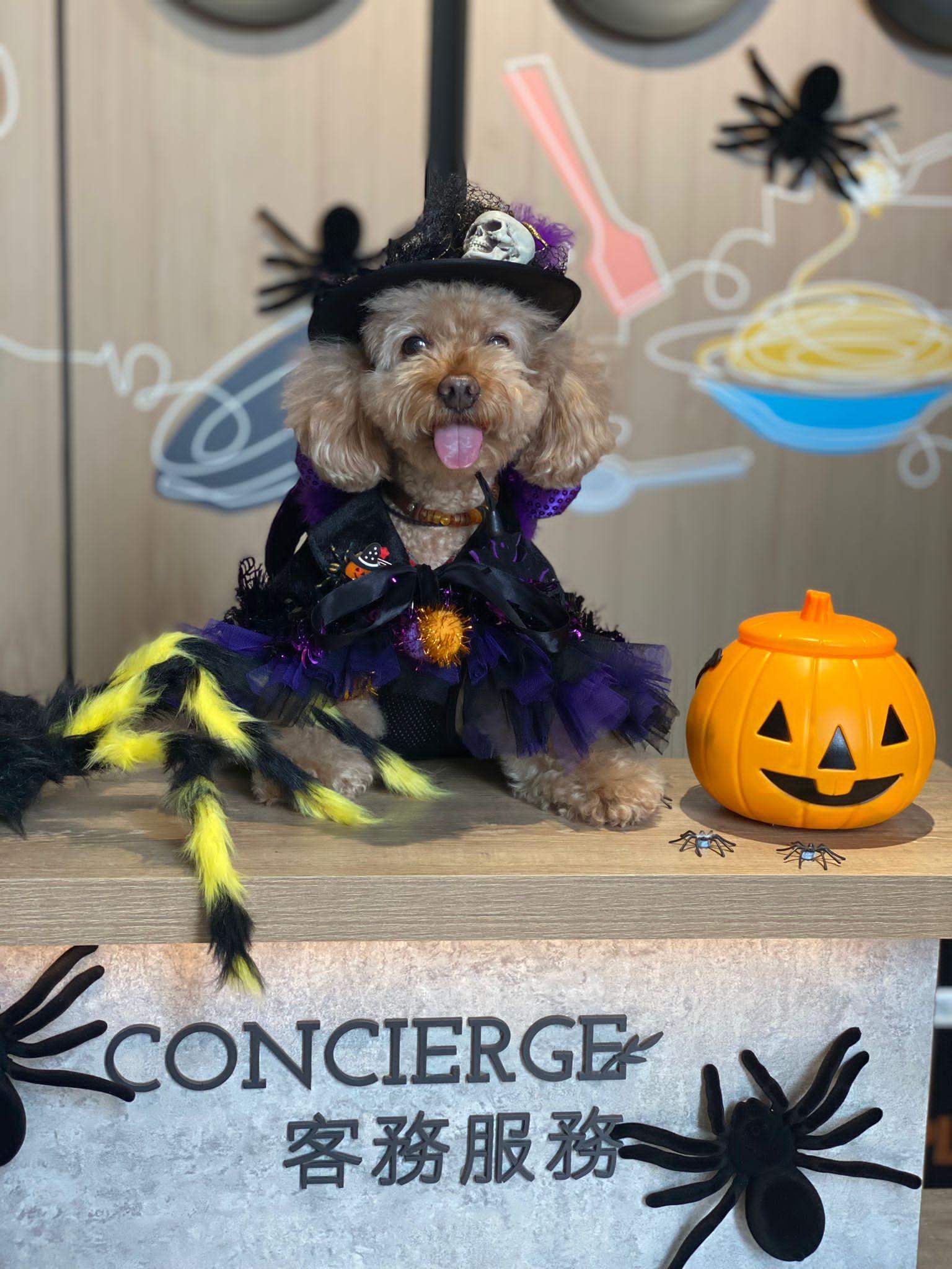 倉鼠主題市集於U PLACE舉行,由10月13日至10月31日,商場中庭將改頭換面,設有多個以嘩鬼及「盞鬼」大南瓜等的裝飾打卡位。