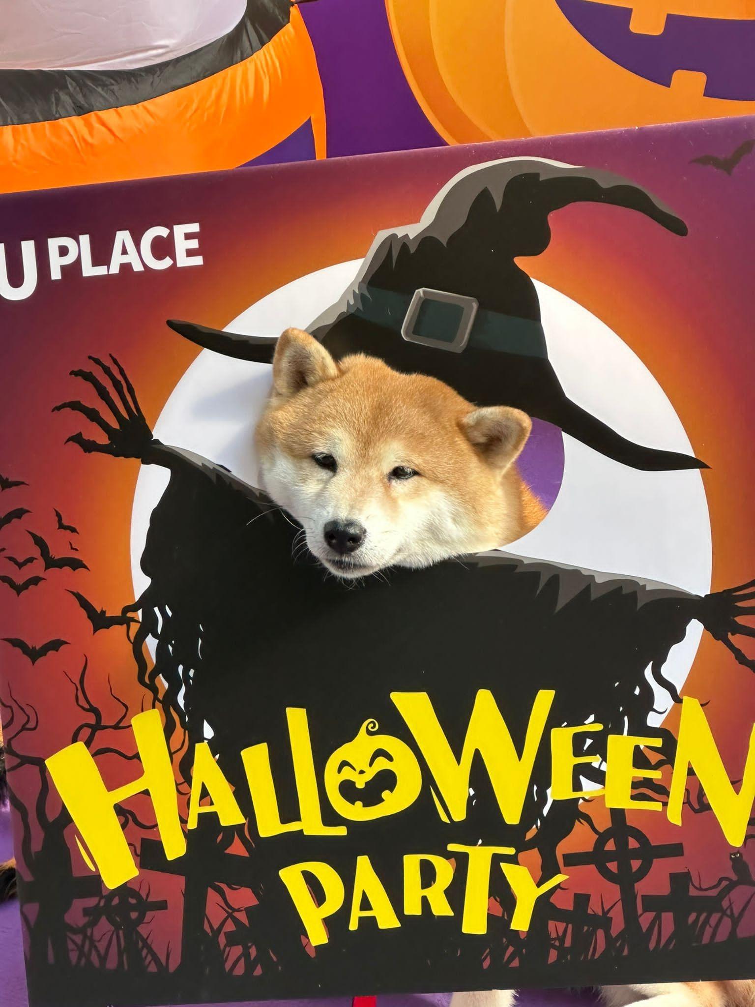 倉鼠主題市集於U PLACE舉行,由10月13日至10月31日,商場中庭將改頭換面,設有多個以嘩鬼及「盞鬼」大南瓜等的裝飾打卡位。