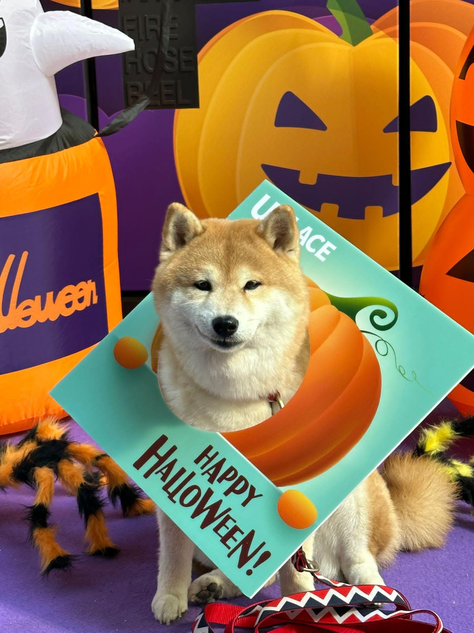 倉鼠主題市集於U PLACE舉行,由10月13日至10月31日,商場中庭將改頭換面,設有多個以嘩鬼及「盞鬼」大南瓜等的裝飾打卡位。