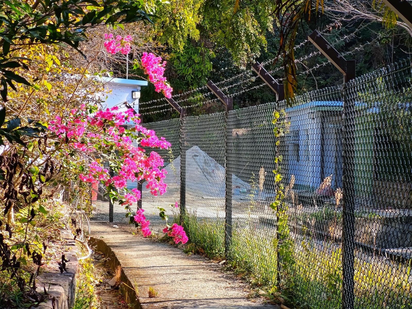 大帽山行山丨響石脊入口位於川龍茶樓後面,往響石一段非常易行好走