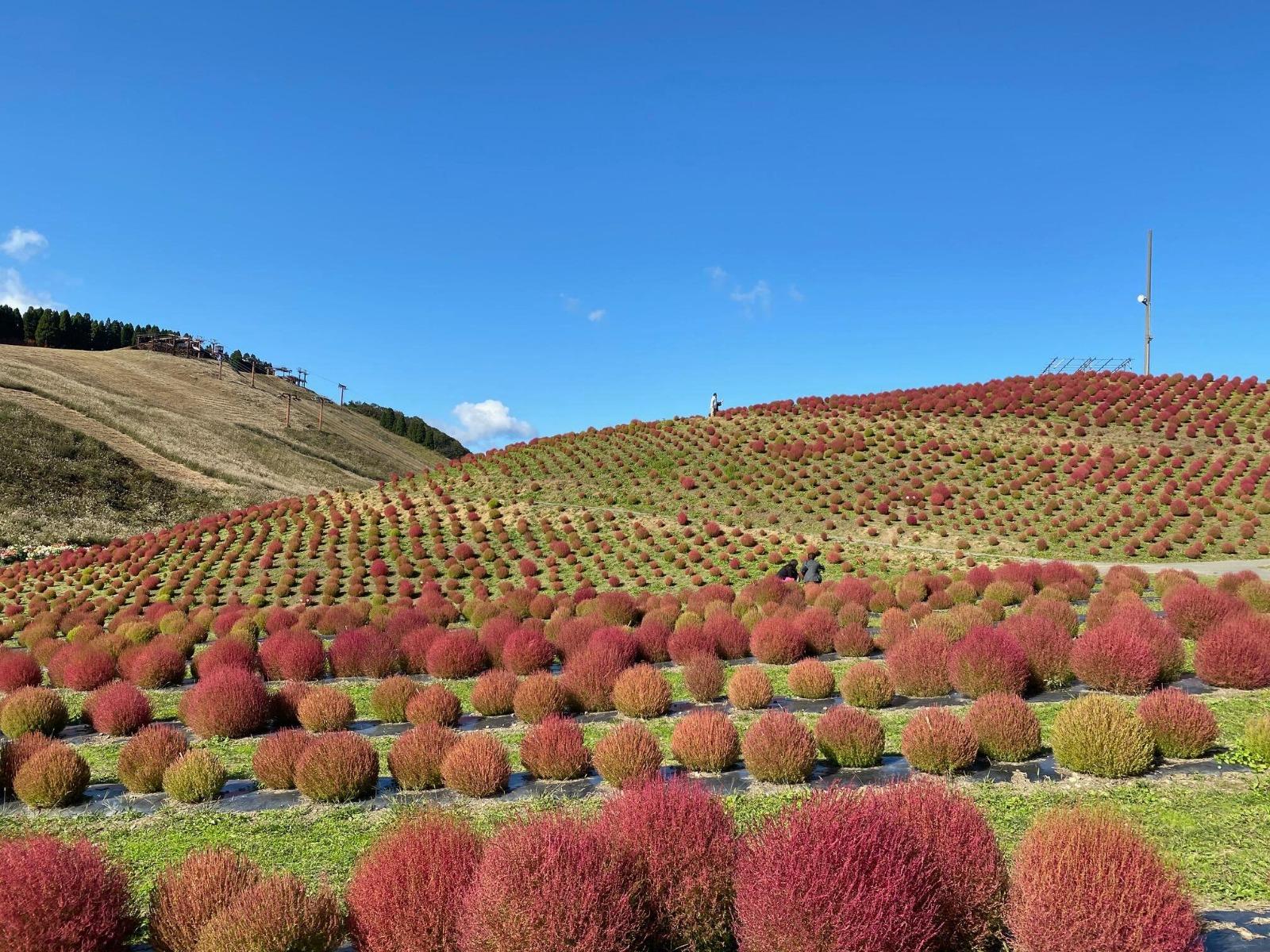 「箱館山コキアパーク」就種植了8千棵的掃帚草,觀賞期由9月末到10月中旬。((圖片來源:PR TIMES/びわ湖のみえる丘)