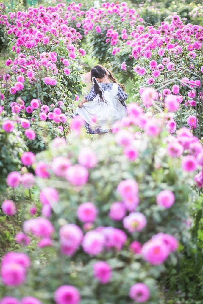 關西景點,世羅高原花之森園劃分為玫瑰王冠山丘、秋日平原及玫瑰區(樣本花園)等區域,園內可欣賞到約50個品種的英國玫瑰。(圖片來源:PR TIMES)