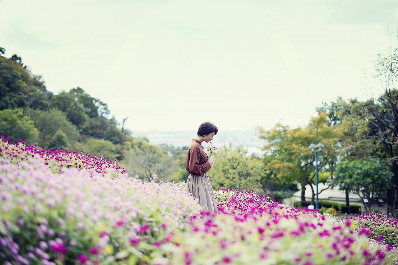 神戸布引香草園是日本規模最大的香草園之一,園內種了約200種共75,000株的花卉及香草, 每年秋季(10月上旬-12月上旬)花田開滿了過萬株色彩繽紛的大波斯菊。 (圖片來源:PR TIMES)