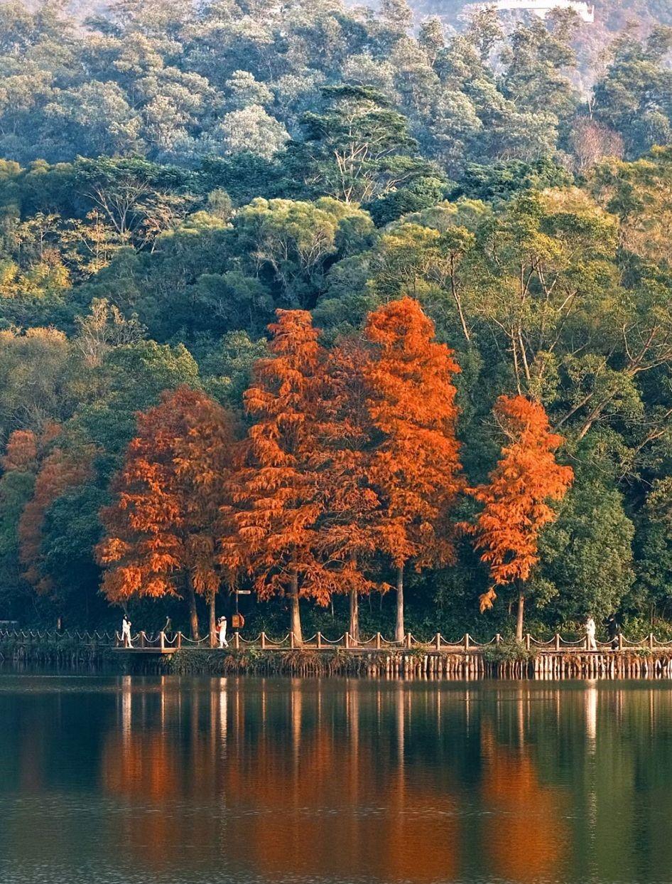 深圳仙湖植物園(相片來源:小紅書)
