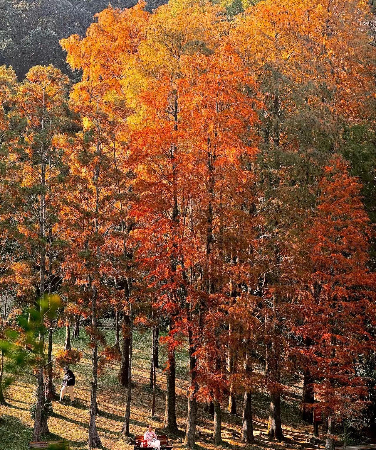 深圳仙湖植物園(相片來源:小紅書)