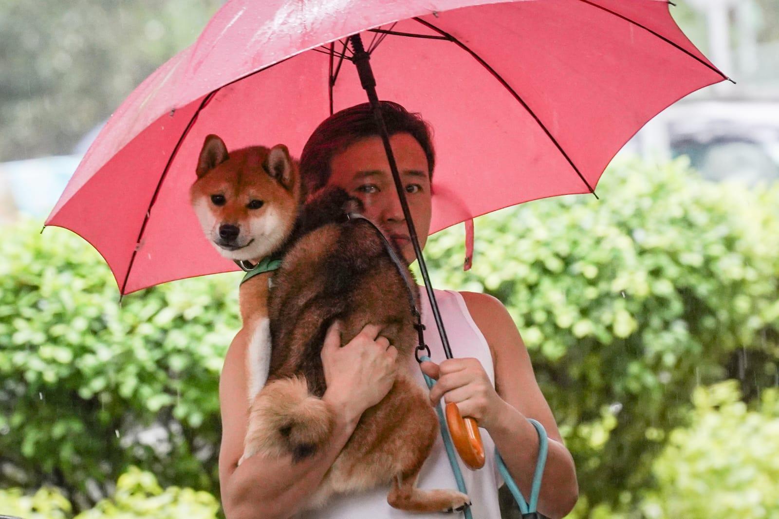 有市民攜同愛犬出外。(李睿哲攝)