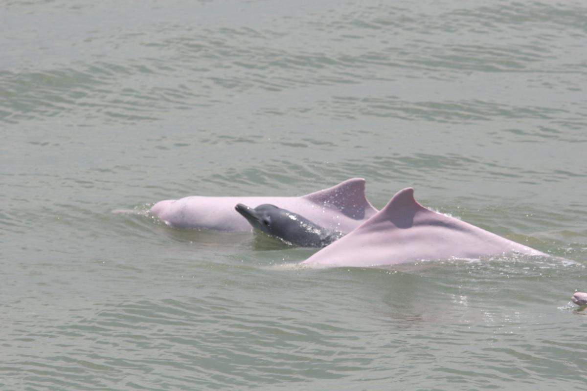 中華白海豚。(資料圖片/政府新聞處)