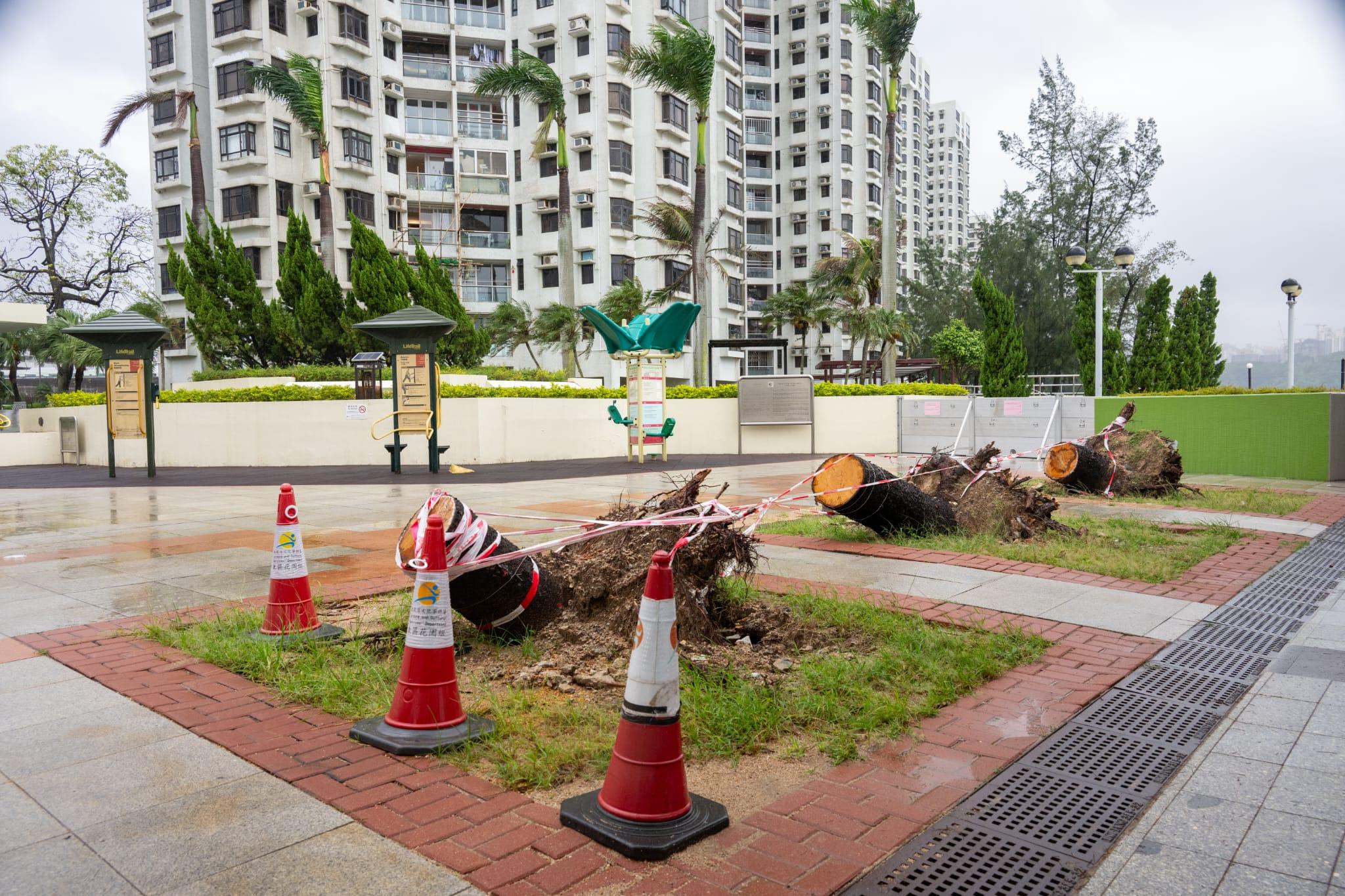 颱風小犬|25人風暴期間受傷,當局接18宗塌樹、1宗山泥傾瀉報告以及確認2宗水浸個案。(資料圖片/陳奕釗攝)