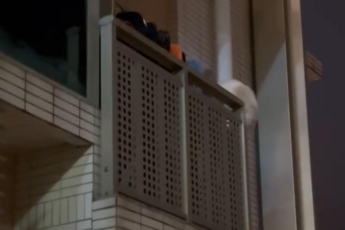 名城有一隻寵物貓危站大廈外牆後,終失足墮樓。(FB群組「大圍名城住戶谷 Festival City Tai Wai Residents Group」)