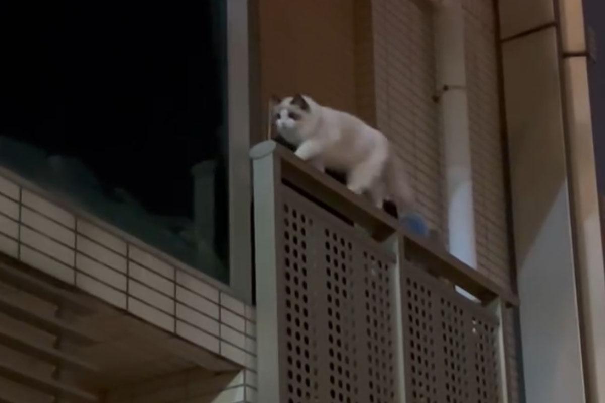 名城有一隻寵物貓危站大廈外牆後,終失足墮樓。(FB群組「大圍名城住戶谷 Festival City Tai Wai Residents Group」)