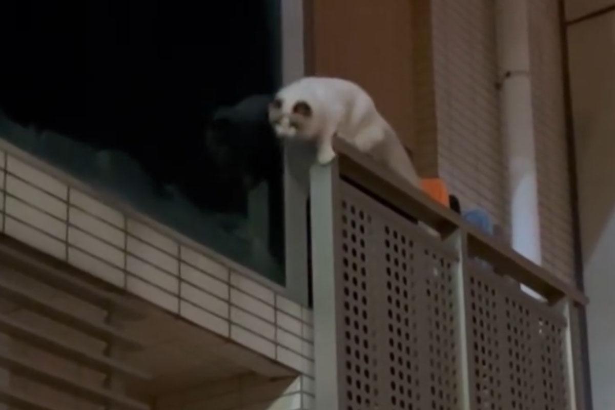 名城有一隻寵物貓危站大廈外牆後,終失足墮樓。(FB群組「大圍名城住戶谷 Festival City Tai Wai Residents Group」)