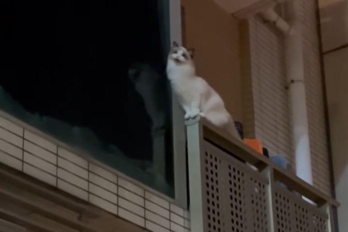 名城有一隻寵物貓危站大廈外牆後,終失足墮樓。(FB群組「大圍名城住戶谷 Festival City Tai Wai Residents Group」)