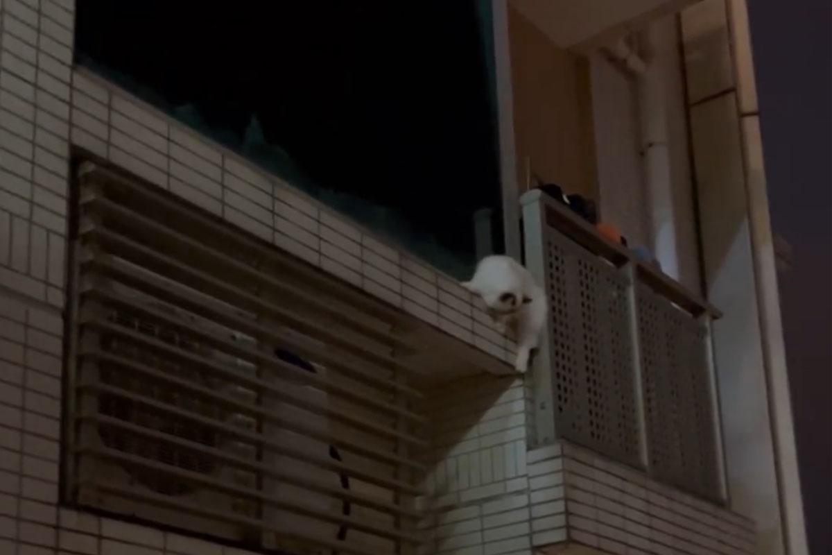 名城有一隻寵物貓危站大廈外牆後,終失足墮樓。(FB群組「大圍名城住戶谷 Festival City Tai Wai Residents Group」)