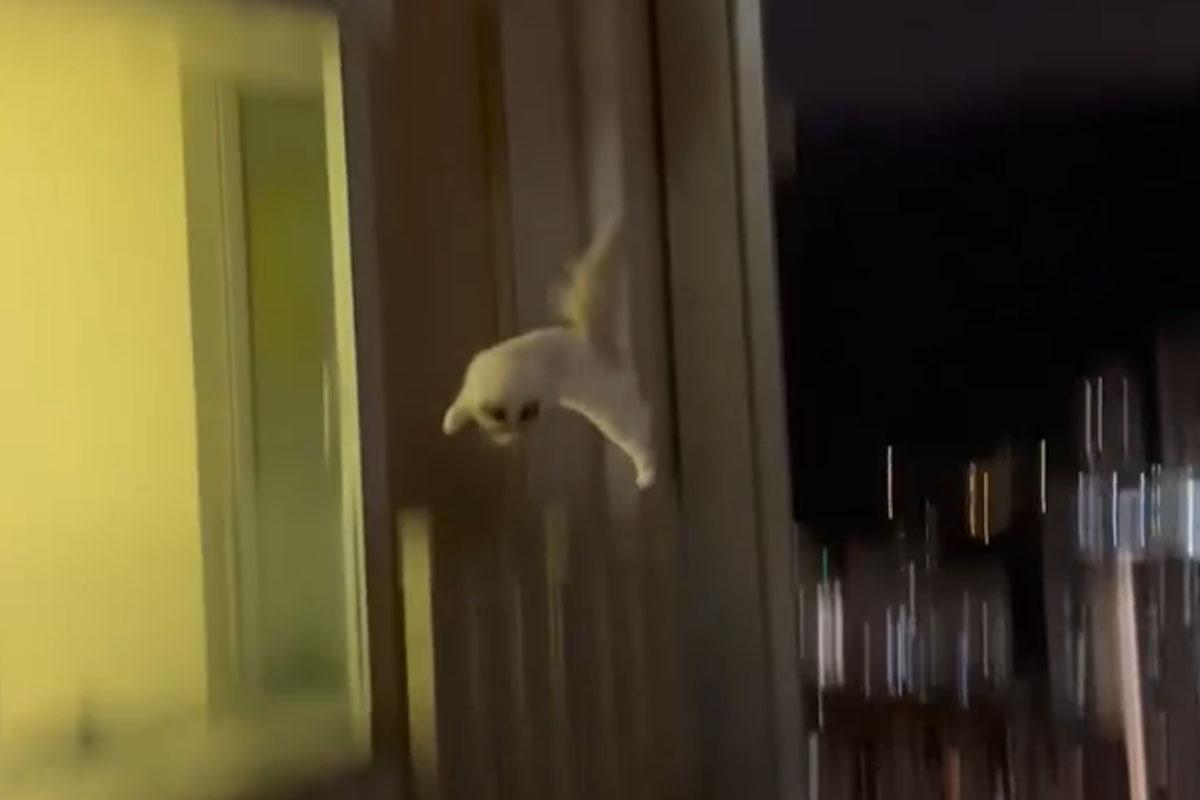 名城有一隻寵物貓危站大廈外牆後,終失足墮樓。(FB群組「大圍名城住戶谷 Festival City Tai Wai Residents Group」)