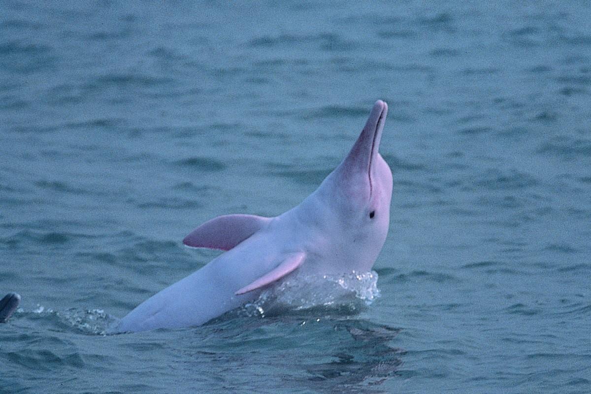 中華白海豚。(資料圖片/政府新聞處)