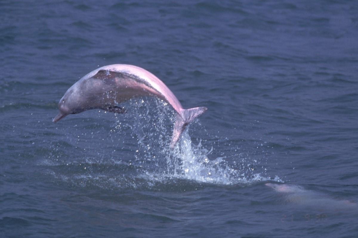 中華白海豚。(資料圖片/政府新聞處)
