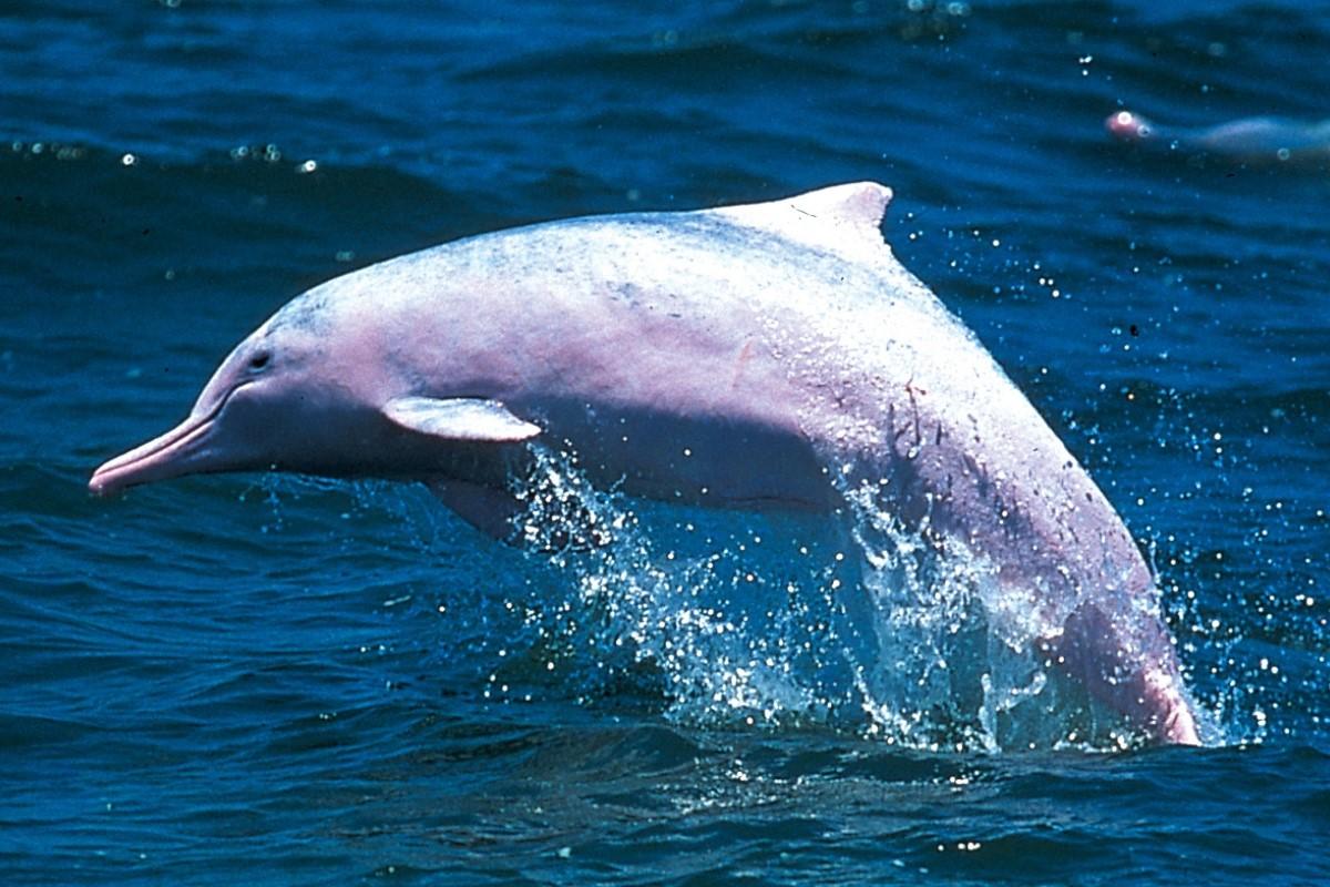 中華白海豚。(資料圖片/政府新聞處)