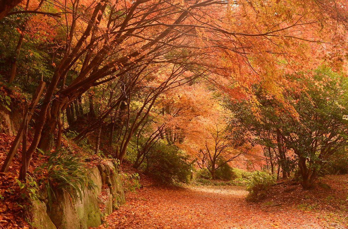 佐賀紅葉景點|環境藝術之森佔地面積約十八公頃,是佐賀縣內面積最大的紅葉景點。(圖片來源:FB@環境芸術の森)