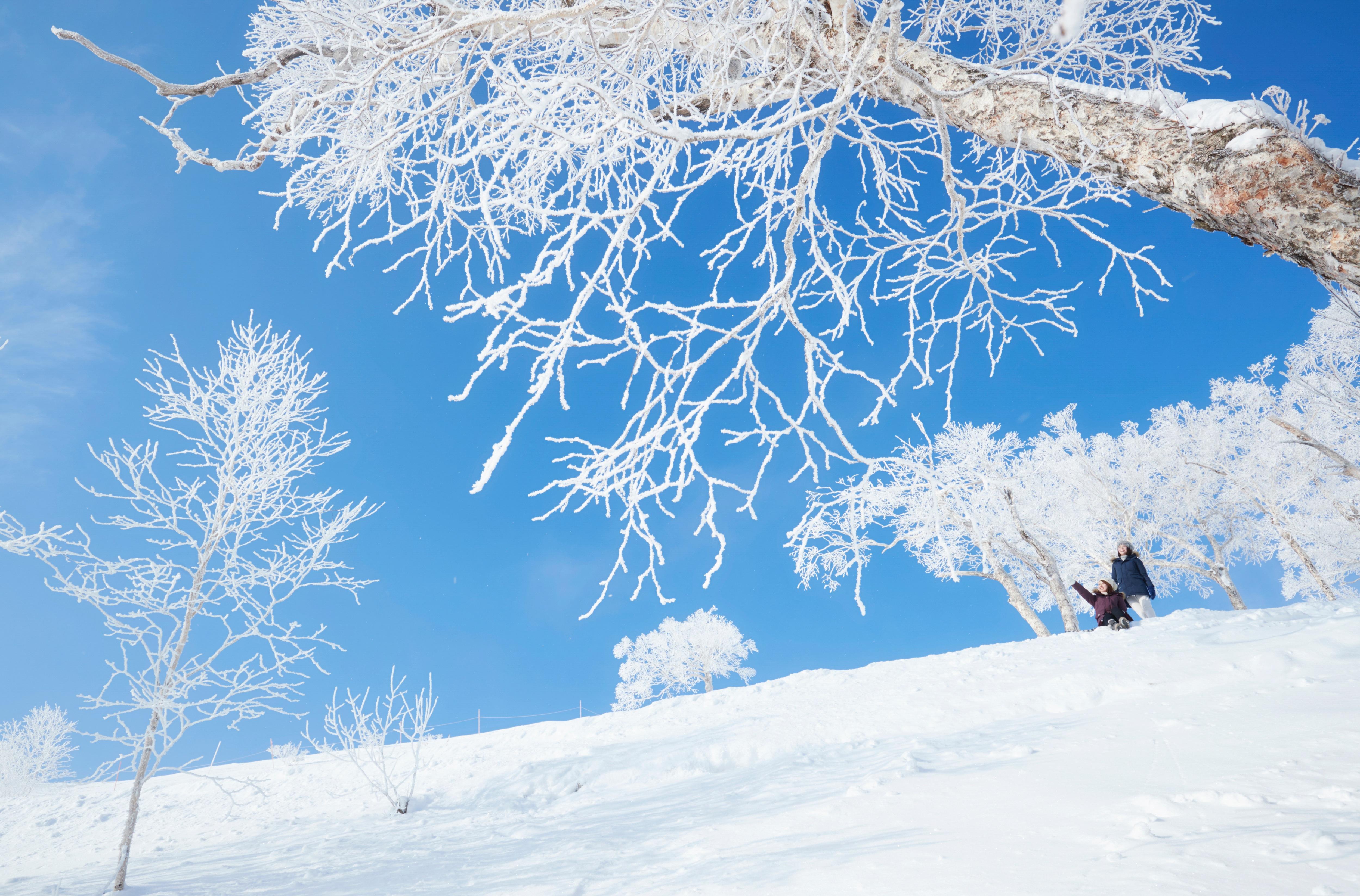 Terrace of Frost Tree