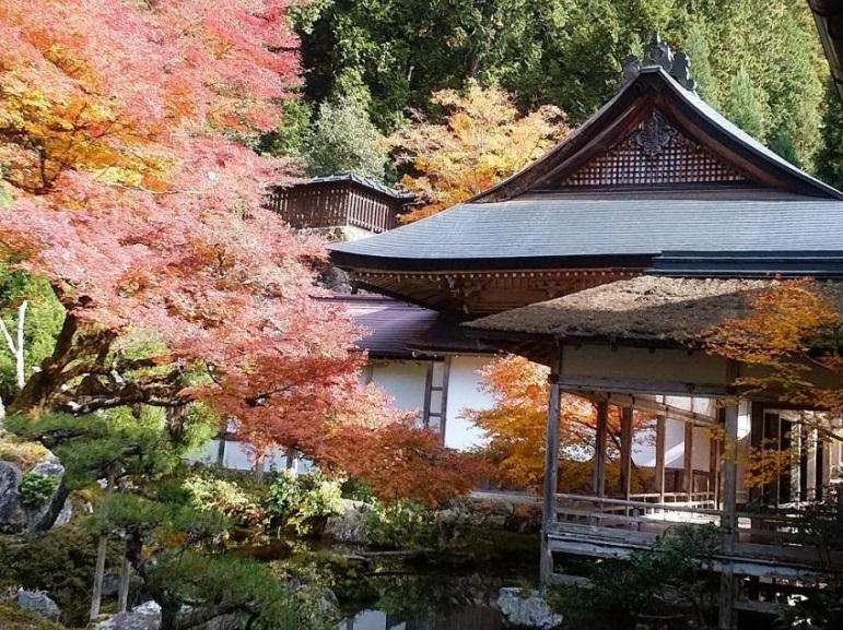 京都是賞楓熱點。(互聯網)