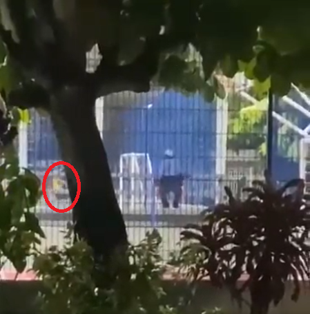 男女做愛期間,一名穿黃衣的小童路過(紅圈示)。(互聯網)