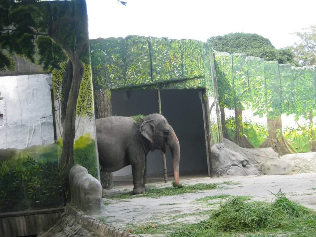 馬利在馬尼拉動物園獨自生活。(互聯網)