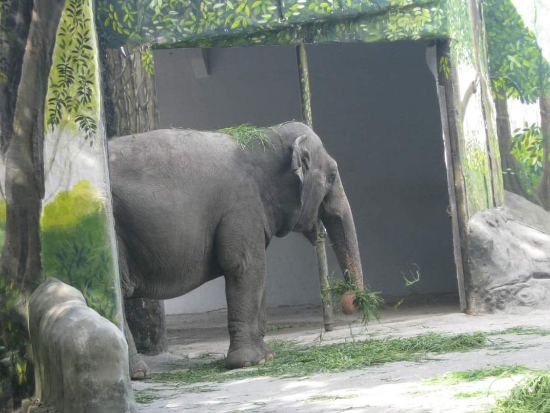馬利獨自生活了多年。(互聯網)