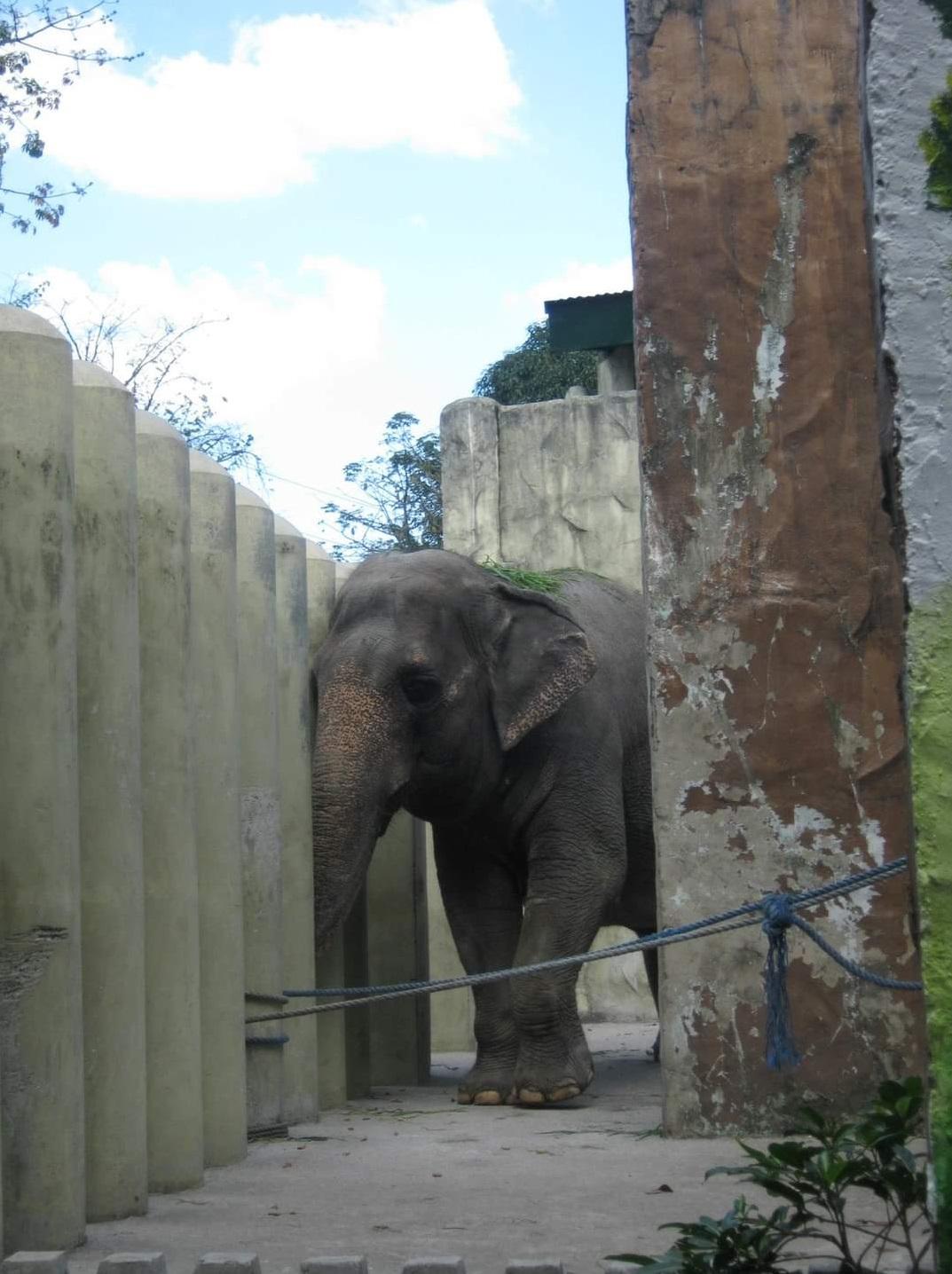 馬利在菲律賓沒有同伴。(互聯網)